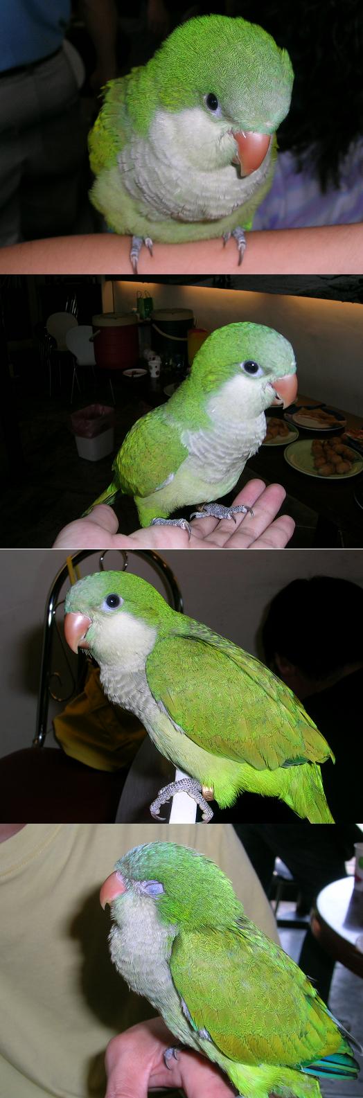 台中鳥聚_和尚