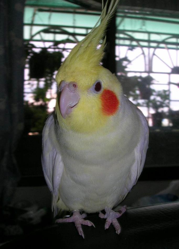 帥哥鳥一枚