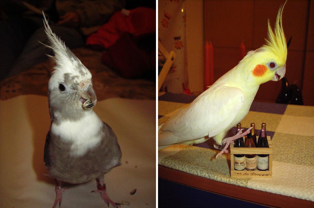 帥哥玄鳳徵婚