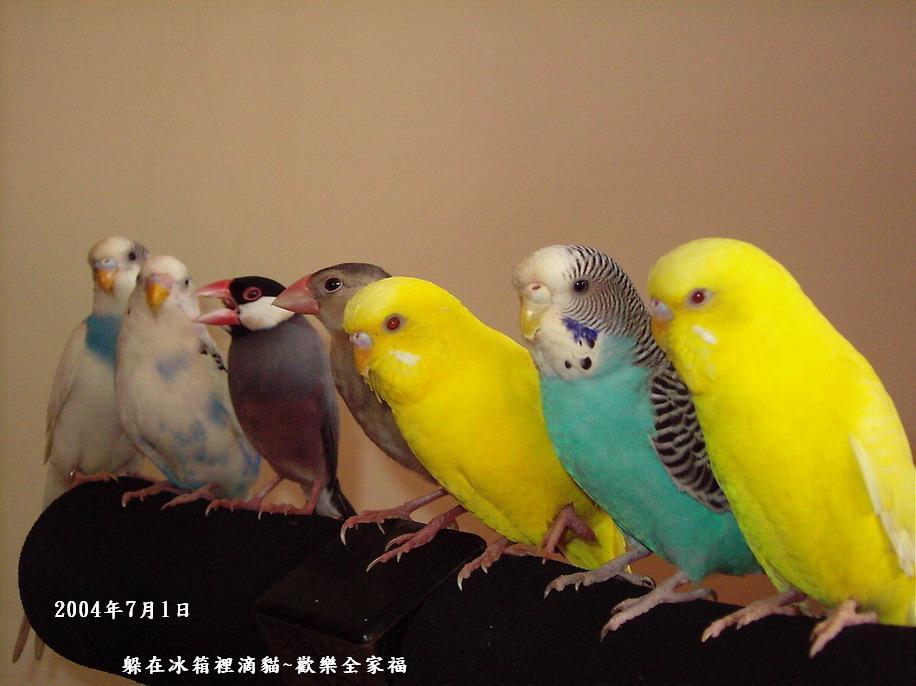 冰箱貓滴愛鳥大集合