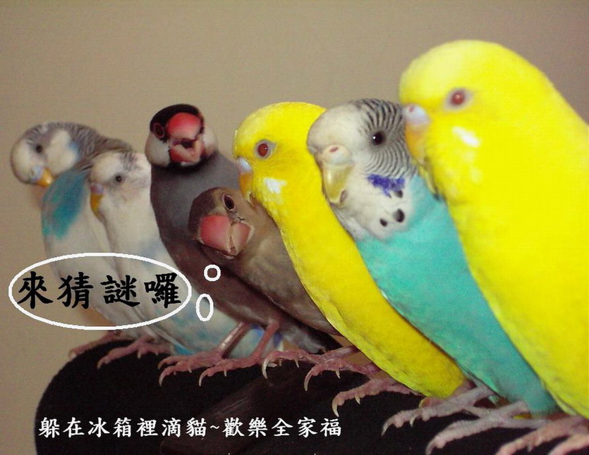 冰箱裡滴雞爪猜謎