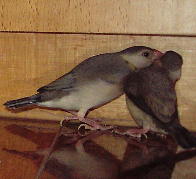 阿文小姐~~讓我親一下