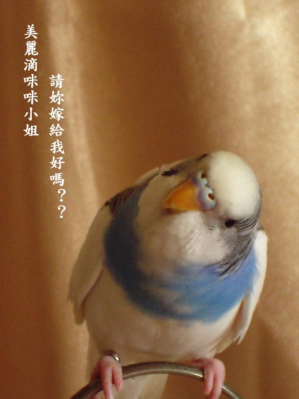 向咪咪小姐求婚啦!!!