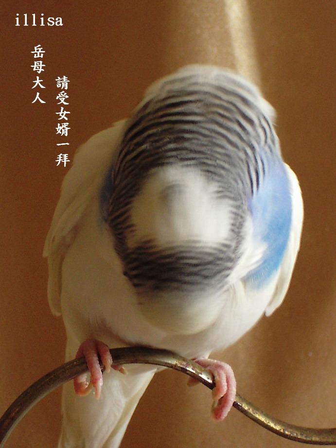 illisa~~岳母大倫