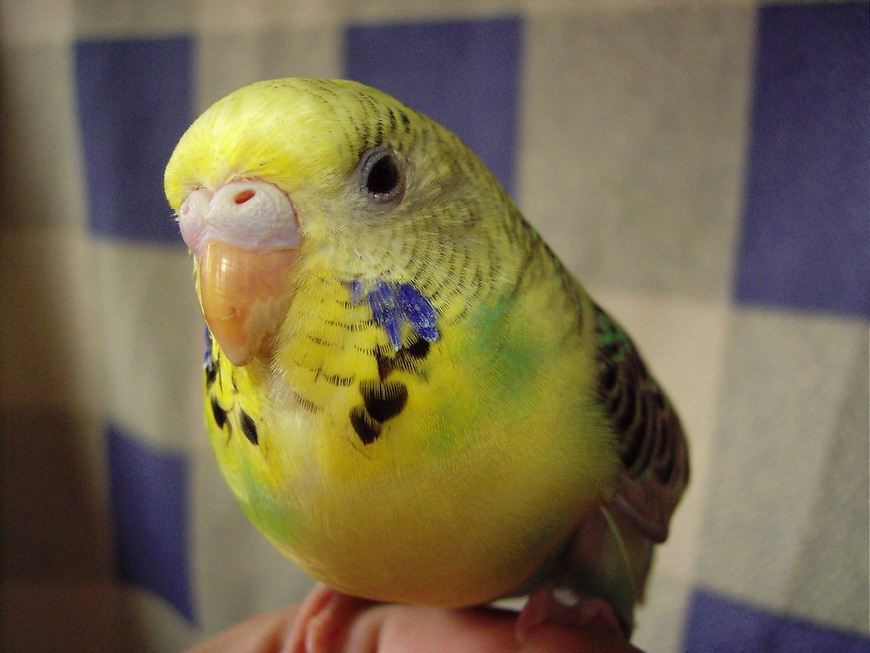 鳥學生畢業典禮