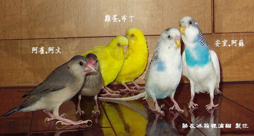 躲在冰箱滴全家福