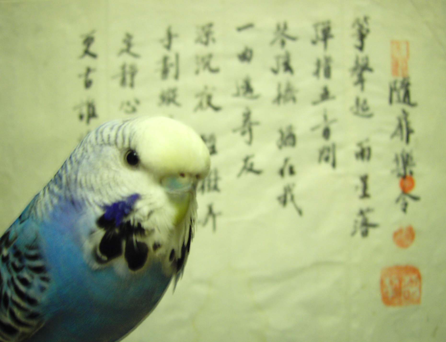 詩情鳥語