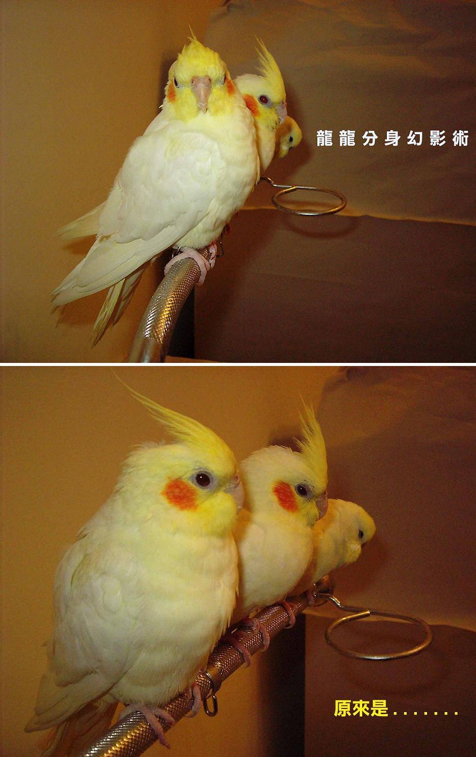 玄鳳幻影術....