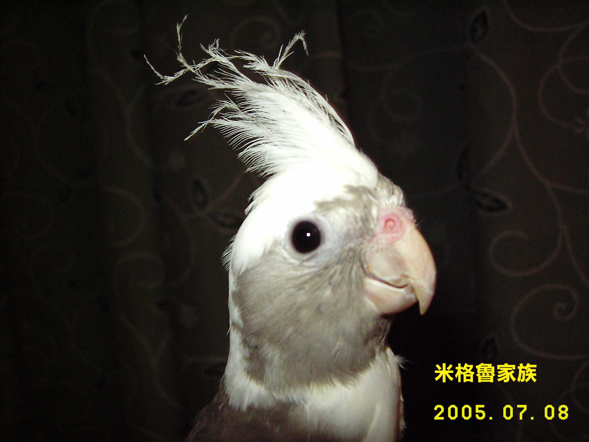 2005年秋冬玄鳳新髮型