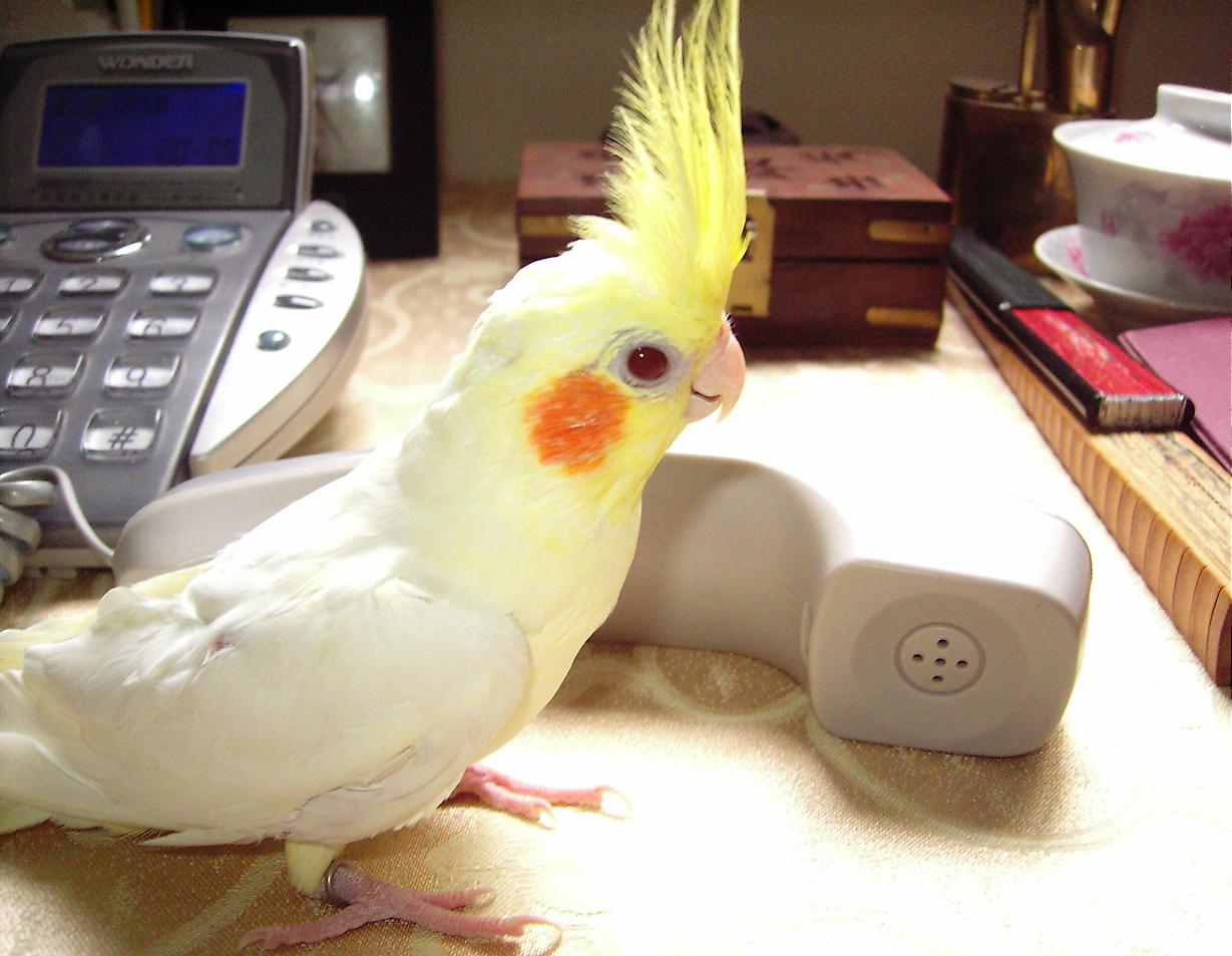 玄鳳客服中心