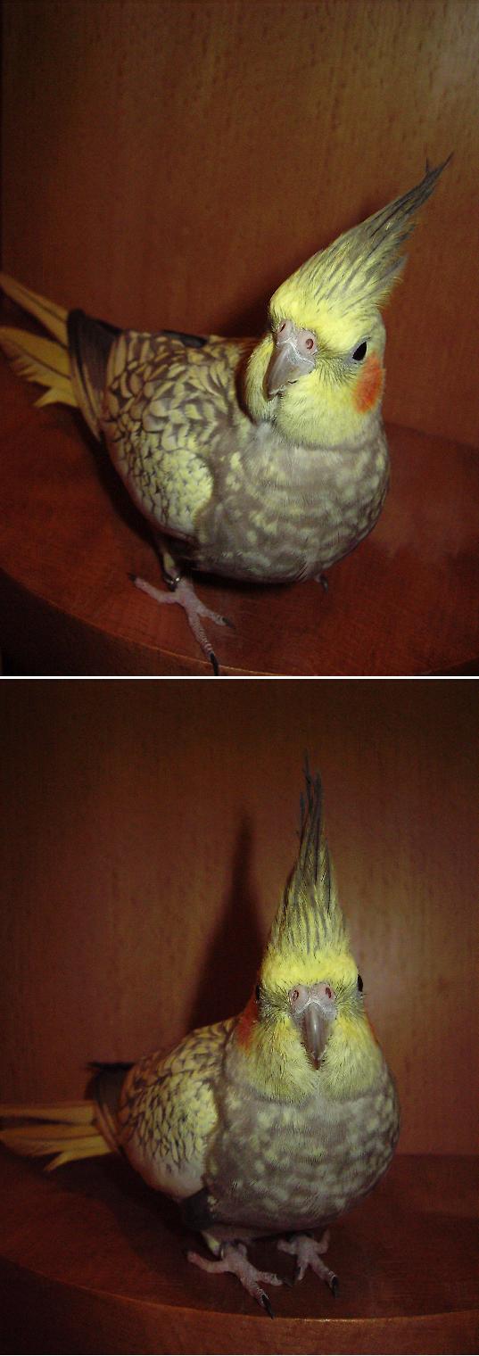 給媽媽的聖誕禮物很特別