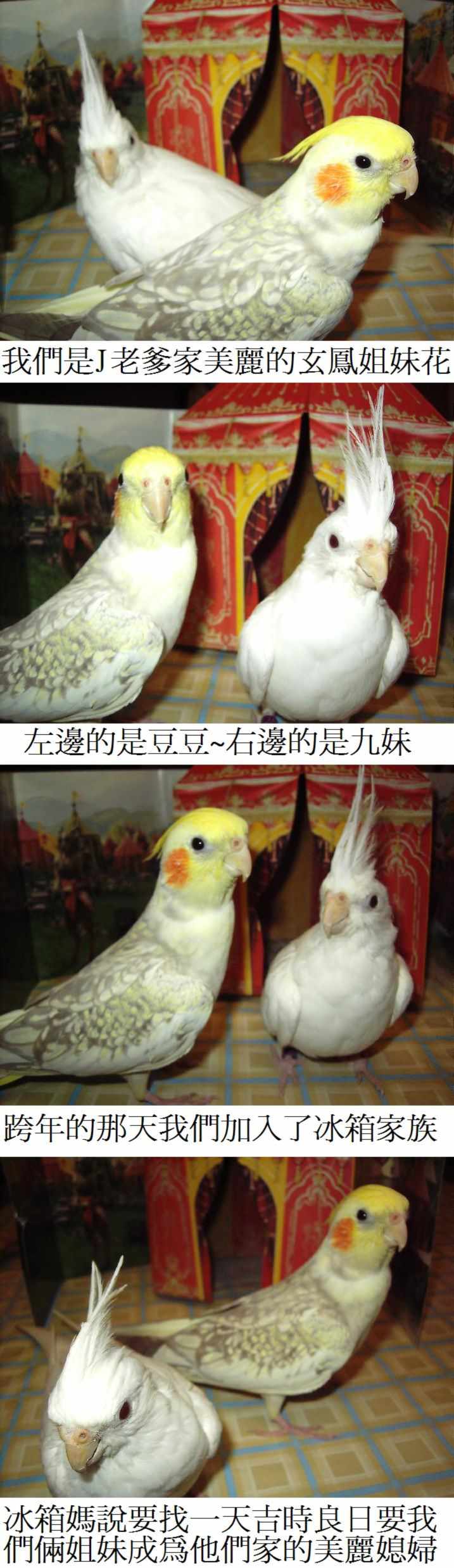 來自J家的美麗媳婦
