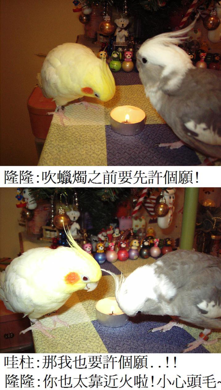 甚麼事既美麗又危險