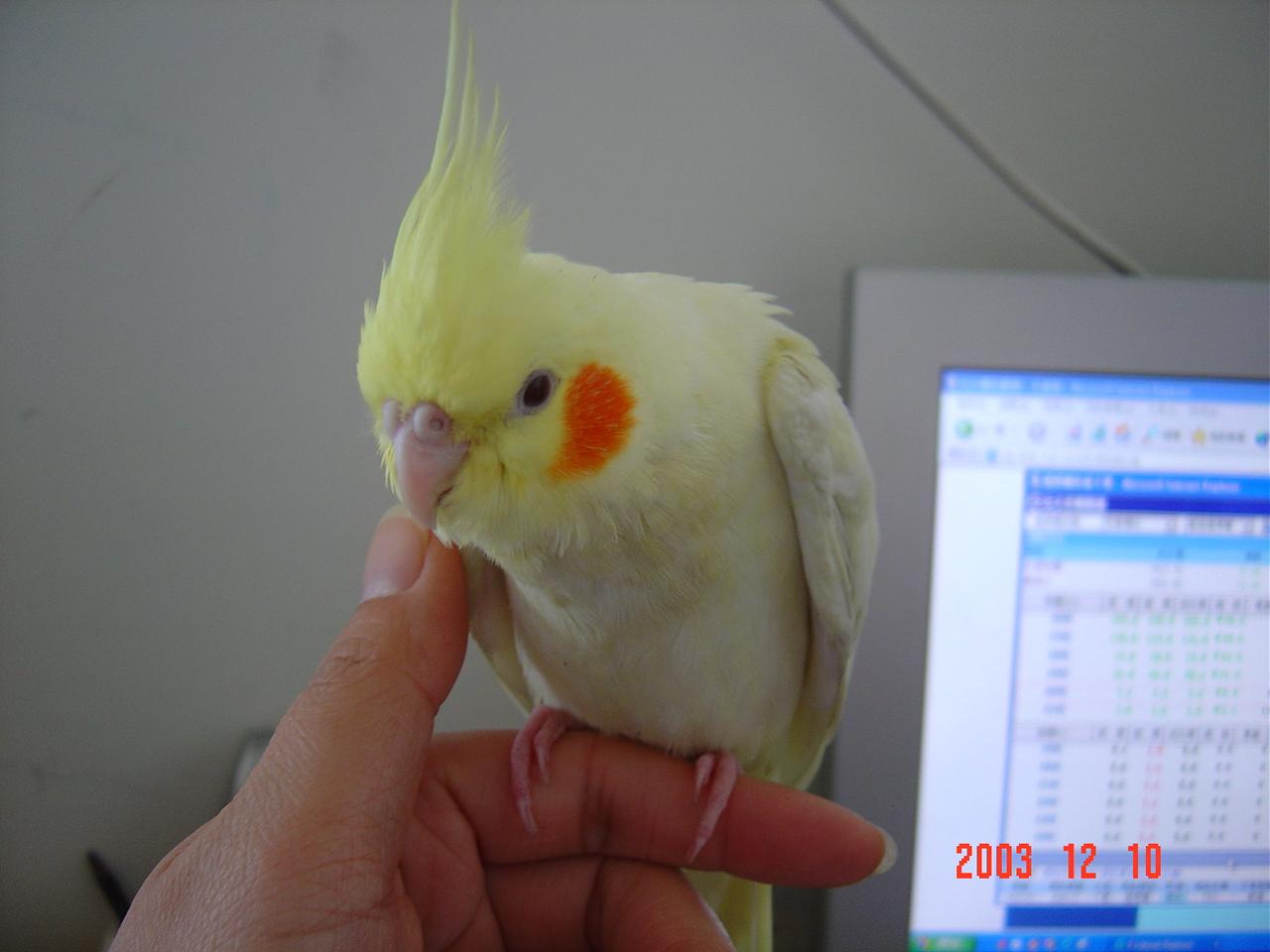 mimikcc