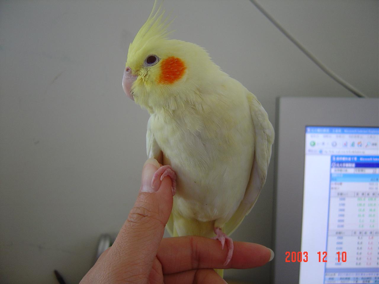 更上一層樓