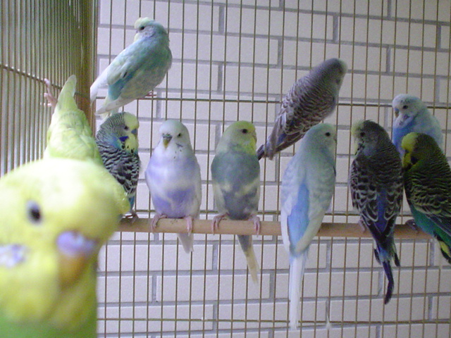 中鳥大頭數枚