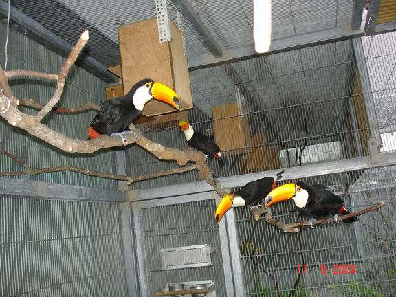 群養大嘴鳥