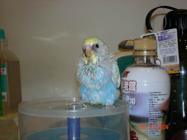 大頭幼鳥