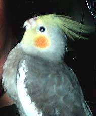 mispa