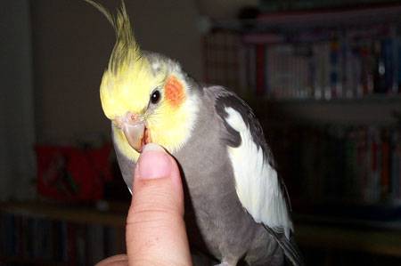 帥氣小男生(玄鳳)