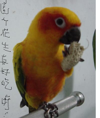 我家糖果