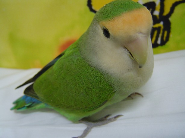 過動兒Polly