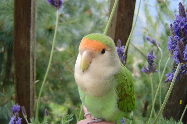 鳥比花嬌