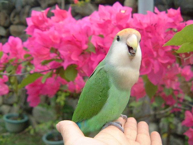鳥語花香