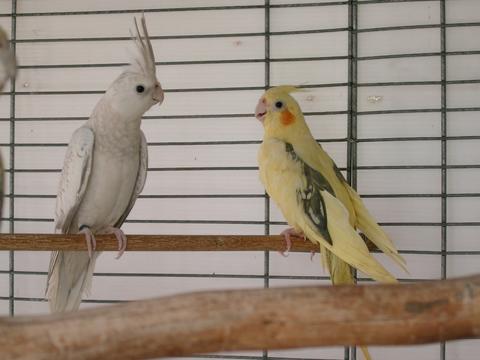 玄鳳~~