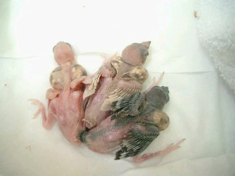 胡錦幼鳥