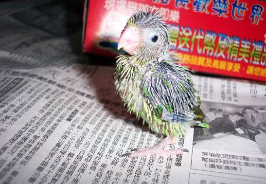 可樂!