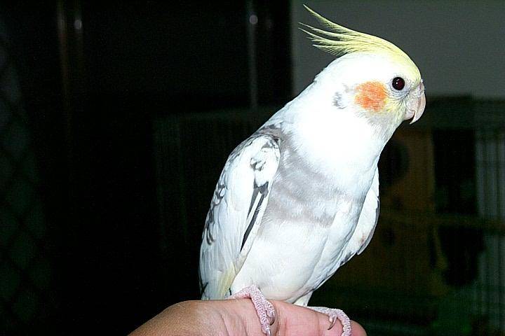 轟動鳥聚的派落玄鳳之一