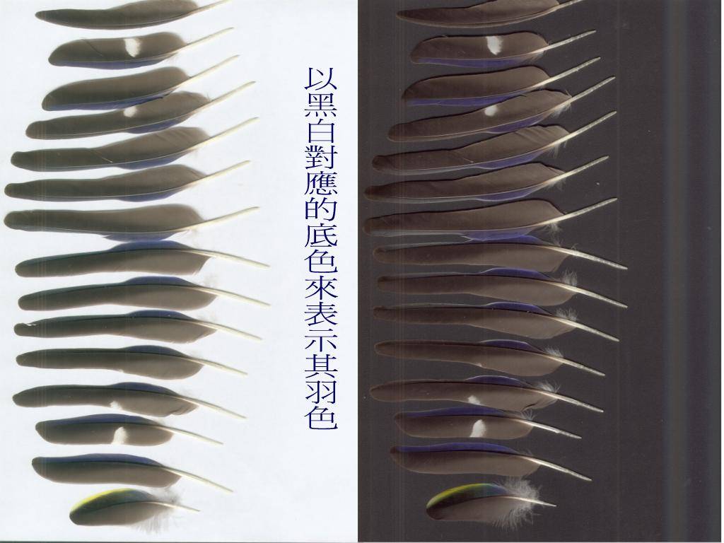 七草之飛羽