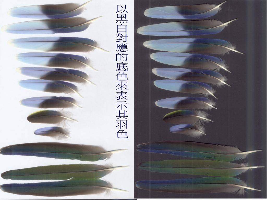 七草之尾羽