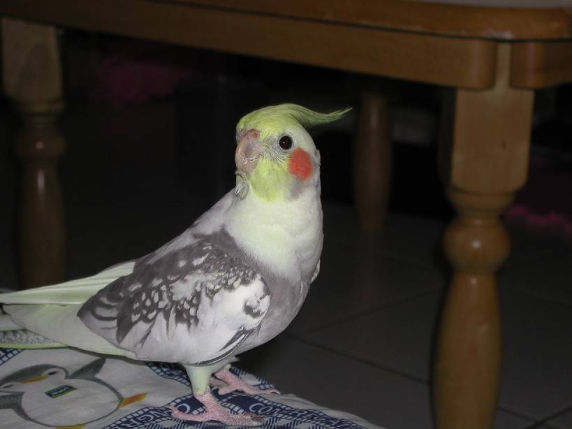 起床囉.....鳥爸....