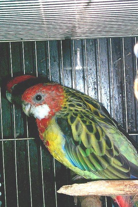 藏鏡鳥~~~^^