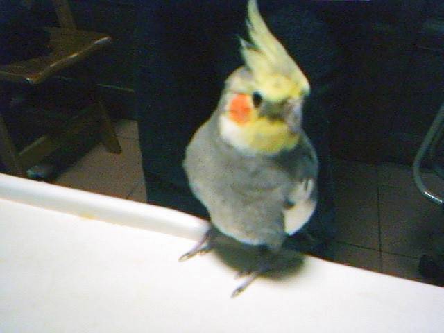 黑皮