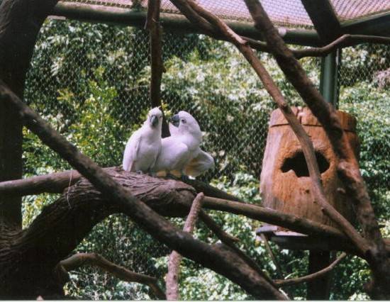 鳥園