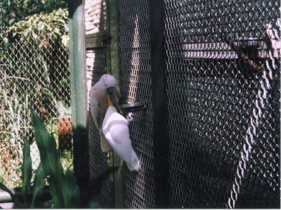 鳥園