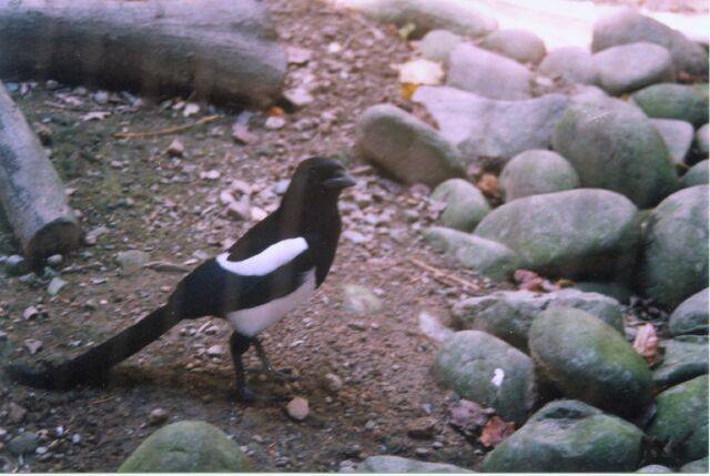 鳥園