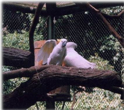鳥園