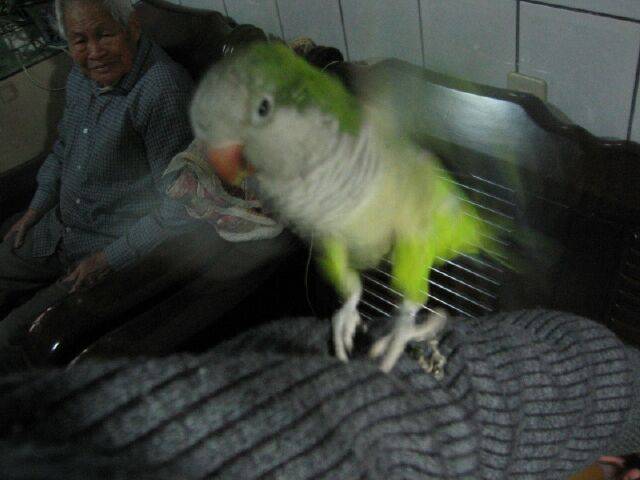 飛飛飛....