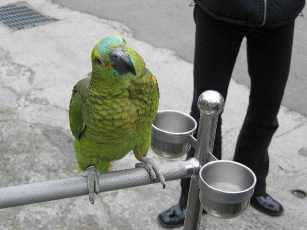 桃園鳥聚