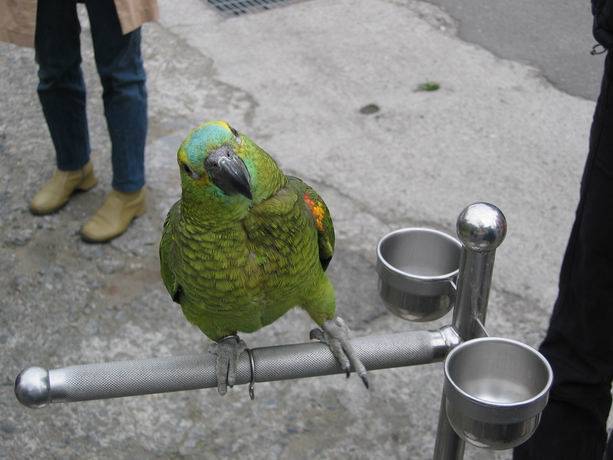 桃園鳥聚