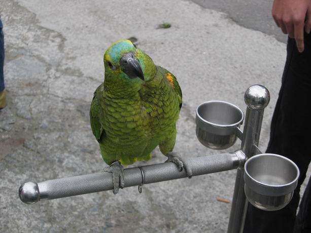 桃園鳥聚3