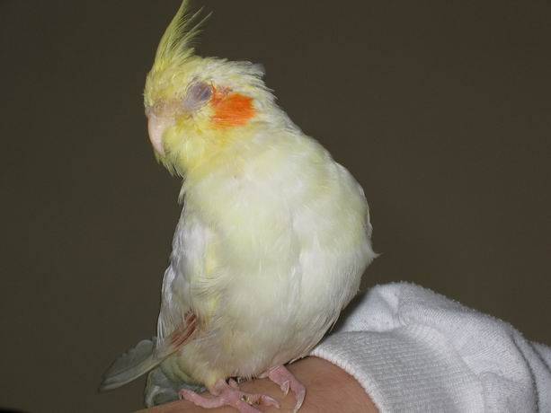 桃園鳥聚4