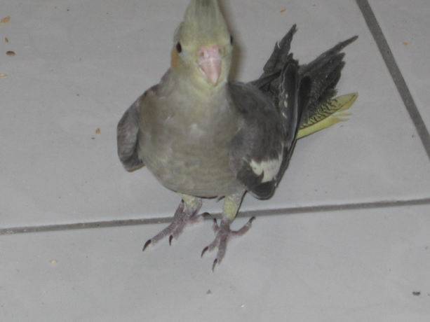 桃園鳥聚5