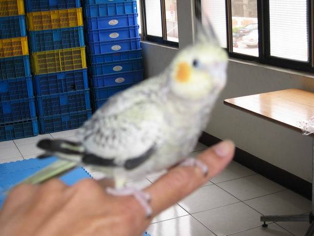 桃園鳥聚7