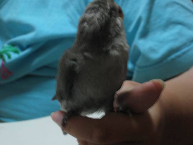 灰灰