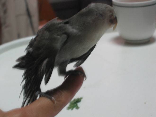 灰灰